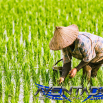 Prediksi Togel SGP 11 Juni 2025