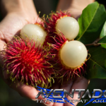 Prediksi Togel SDY 27 Oktober 2025