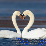 Prediksi Togel SDY 29 Oktober 2025