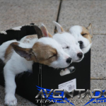 Prediksi Togel SDY 30 Oktober 2025