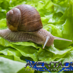 Prediksi Togel SGP 29 Oktober 2025