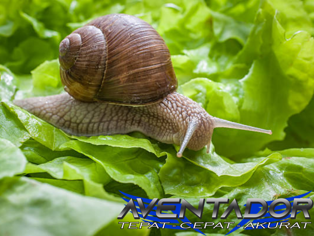 Prediksi Togel SGP 29 Oktober 2025