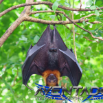 Prediksi Togel SDY 16 November 2025