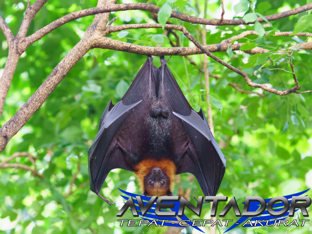 Prediksi Togel SDY 16 November 2025