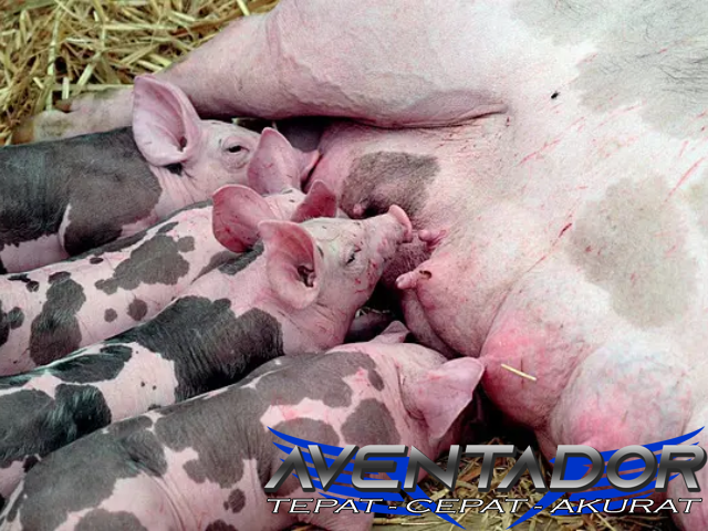 Prediksi Togel SDY 2 November 2025