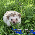 Prediksi Togel SDY 20 November 2025