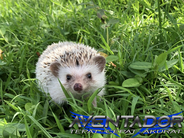 Prediksi Togel SDY 20 November 2025