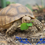 Prediksi Togel SGP 17 November 2025