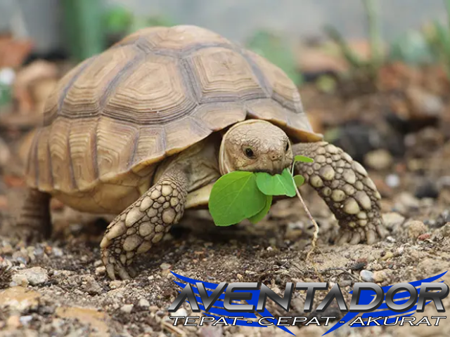 Prediksi Togel SGP 17 November 2025