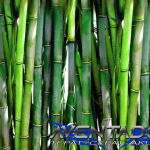 Prediksi Togel SGP 19 November 2025