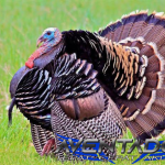 Prediksi Togel SDY 12 Desember 2025