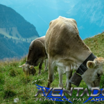 Prediksi Togel SDY 9 Desember 2025