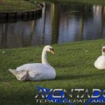 Prediksi Togel SGP 11 Desember 2025