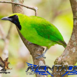 Prediksi Togel SGP 17 Desember 2025