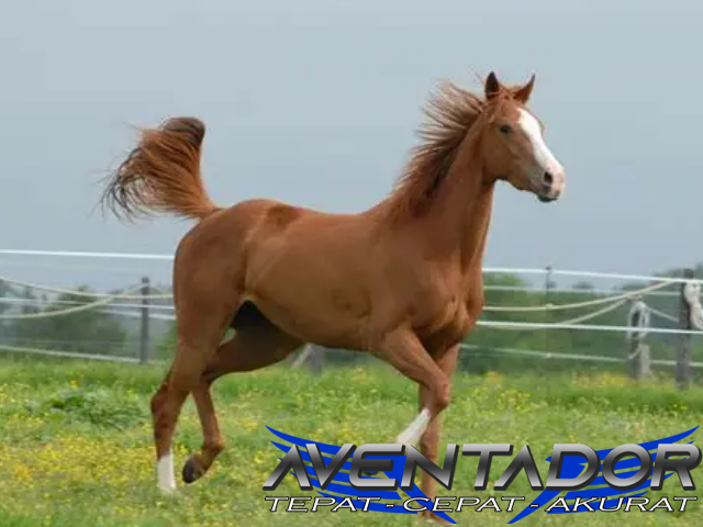 Prediksi Togel SGP 20 Desember 2025