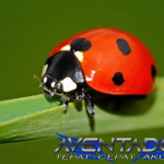 Prediksi Togel HK 1 Februari 2026