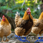 Prediksi Togel HK 22 Januari 2026