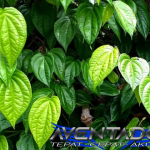 Prediksi Togel HK 26 Januari 2026