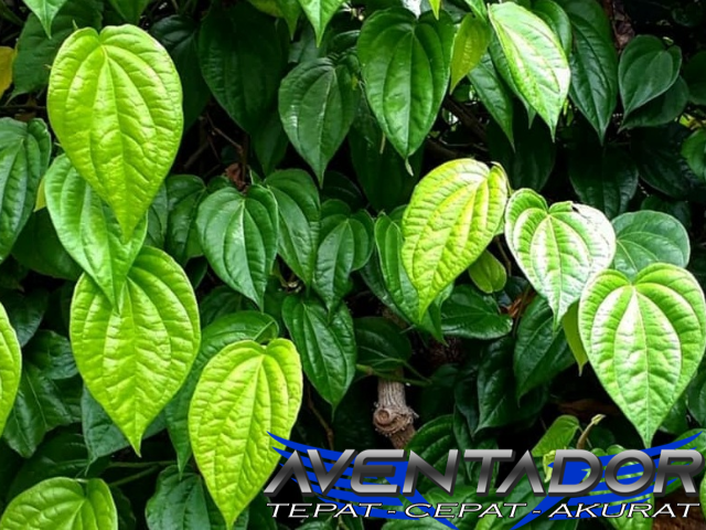 Prediksi Togel HK 26 Januari 2026