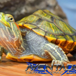 Prediksi Togel HK 27 Januari 2026