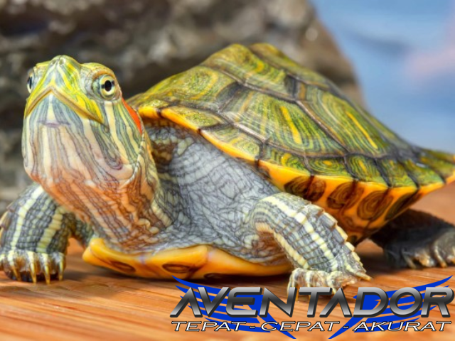 Prediksi Togel HK 27 Januari 2026