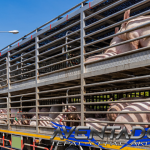 Prediksi Togel SDY 29 Januari 2026