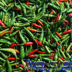 Prediksi Togel SGP 15 Januari 2026