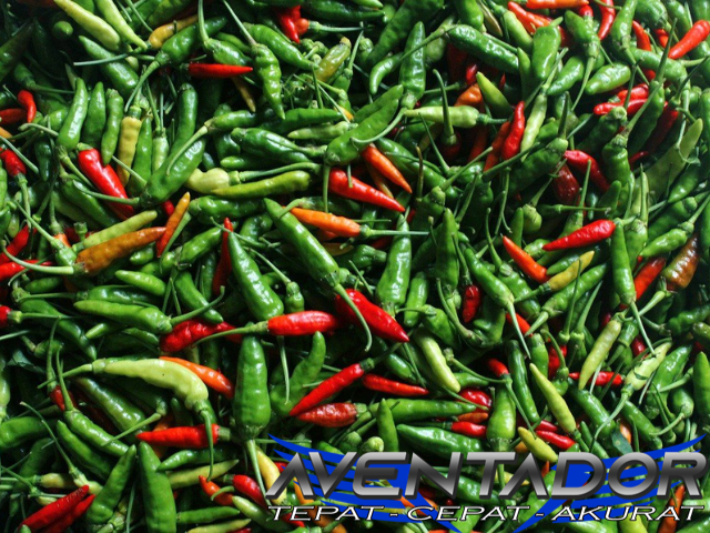 Prediksi Togel SGP 15 Januari 2026