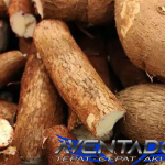 Prediksi Togel SGP 28 Januari 2026