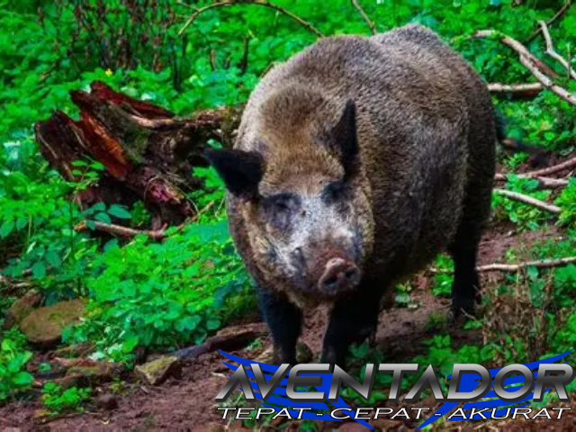 Prediksi Togel SGP 31 Januari 2026