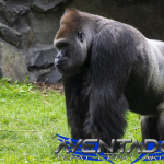 Prediksi Togel SGP 7 Januari 2026