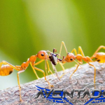 Prediksi Togel HK 5 Februari 2026