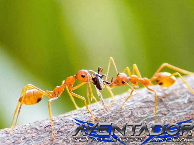 Prediksi Togel HK 5 Februari 2026