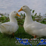 Prediksi Togel HK 6 Februari 2026