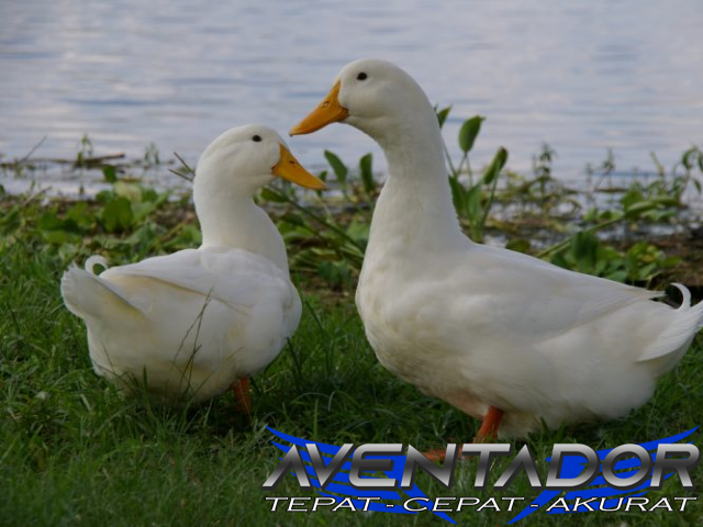 Prediksi Togel HK 6 Februari 2026