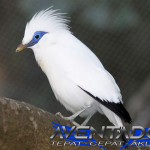 Prediksi Togel SDY 12 Februari 2026