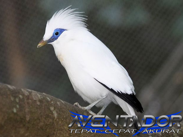 Prediksi Togel SDY 12 Februari 2026