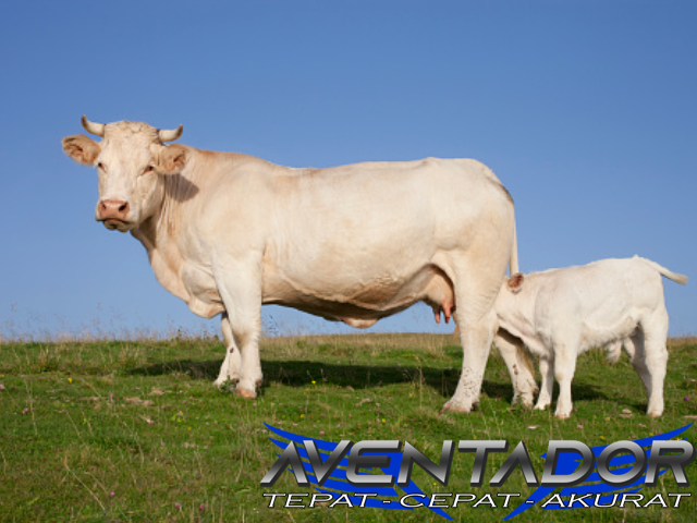 Prediksi Togel SDY 27 Februari 2026