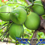 Prediksi Togel SGP 12 Februari 2026