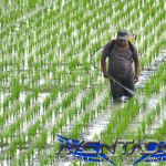 Prediksi Togel SGP 4 Februari 2026