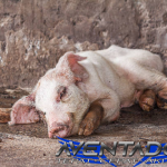 Prediksi Togel HK 14 Maret 2026