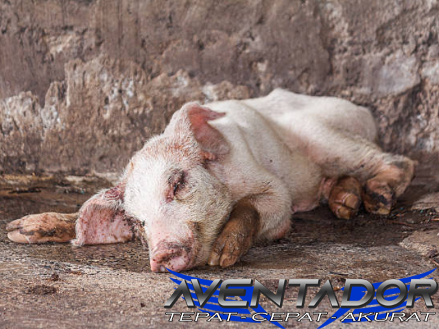 Prediksi Togel HK 14 Maret 2026