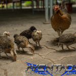 Prediksi Togel SGP 12 Maret 2026