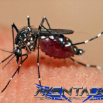 Prediksi Togel SGP 8 Maret 2026