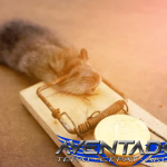 Prediksi Togel HK 6 April 2026