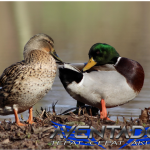 Prediksi Togel SDY 12 April 2026