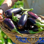 Prediksi Togel SDY 13 April 2026