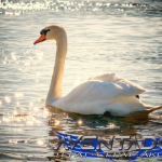 Prediksi Togel SDY 21 April 2026