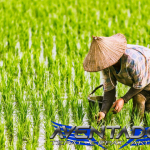 Prediksi Togel SGP 23 April 2026