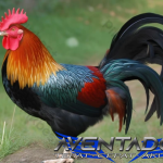 Prediksi Togel SGP 9 April 2026